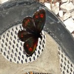 Papillon ocellé. מפרפרים ומתפרפרים